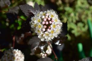 DP23175 DP23175